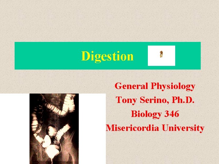 Digestion General Physiology Tony Serino, Ph. D. Biology 346 Misericordia University 