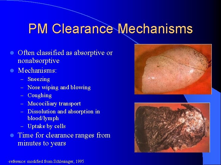 PM Clearance Mechanisms Often classified as absorptive or nonabsorptive l Mechanisms: l Sneezing Nose