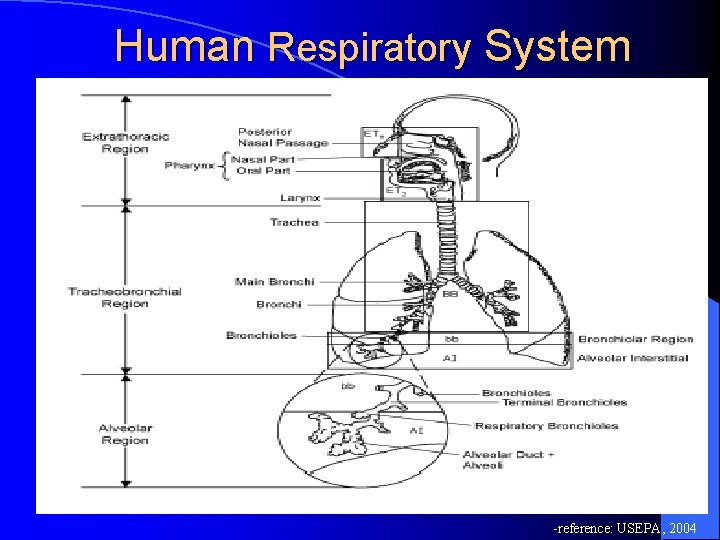 Human Respiratory System -reference: USEPA, 2004 