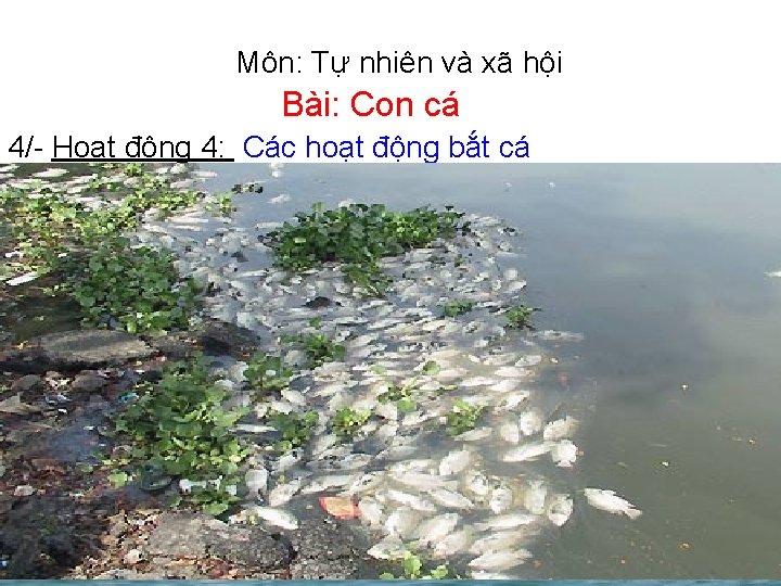 Môn: Tự nhiên và xã hội Bài: Con cá 4/- Hoạt động 4: Các