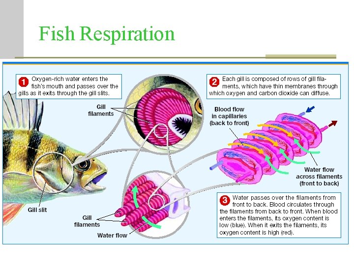 Fish Respiration Fish Respiration