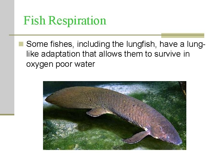 Fish Respiration n Some fishes, including the lungfish, have a lung- like adaptation that Fish Respiration n Some fishes, including the lungfish, have a lung- like adaptation that