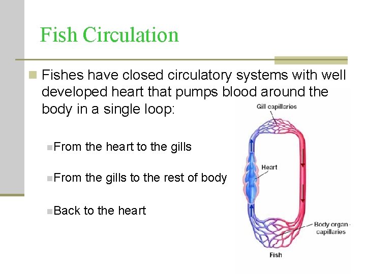 Fish Circulation n Fishes have closed circulatory systems with well developed heart that pumps Fish Circulation n Fishes have closed circulatory systems with well developed heart that pumps