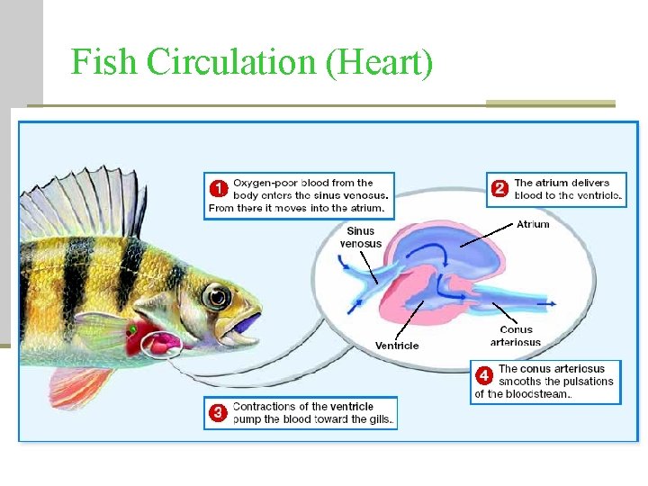 Fish Circulation (Heart) Fish Circulation (Heart)