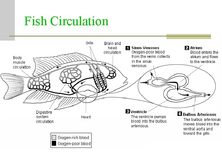 Fish Circulation Fish Circulation