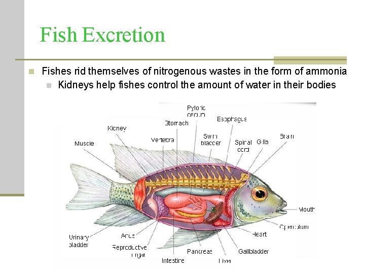 Fish Excretion n Fishes rid themselves of nitrogenous wastes in the form of ammonia Fish Excretion n Fishes rid themselves of nitrogenous wastes in the form of ammonia