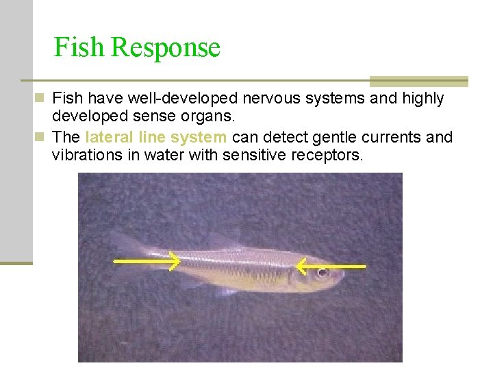 Fish Response n Fish have well-developed nervous systems and highly developed sense organs. n Fish Response n Fish have well-developed nervous systems and highly developed sense organs. n