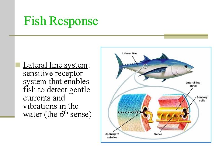 Fish Response n Lateral line system: sensitive receptor system that enables fish to detect Fish Response n Lateral line system: sensitive receptor system that enables fish to detect