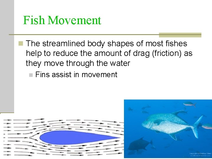 Fish Movement n The streamlined body shapes of most fishes help to reduce the Fish Movement n The streamlined body shapes of most fishes help to reduce the