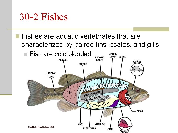 30 -2 Fishes n Fishes are aquatic vertebrates that are characterized by paired fins, 30 -2 Fishes n Fishes are aquatic vertebrates that are characterized by paired fins,