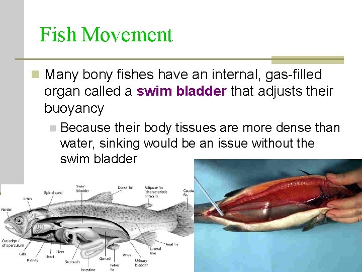 Fish Movement n Many bony fishes have an internal, gas-filled organ called a swim Fish Movement n Many bony fishes have an internal, gas-filled organ called a swim