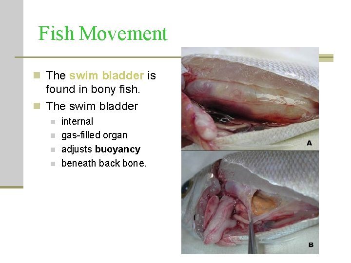 Fish Movement n The swim bladder is found in bony fish. n The swim Fish Movement n The swim bladder is found in bony fish. n The swim