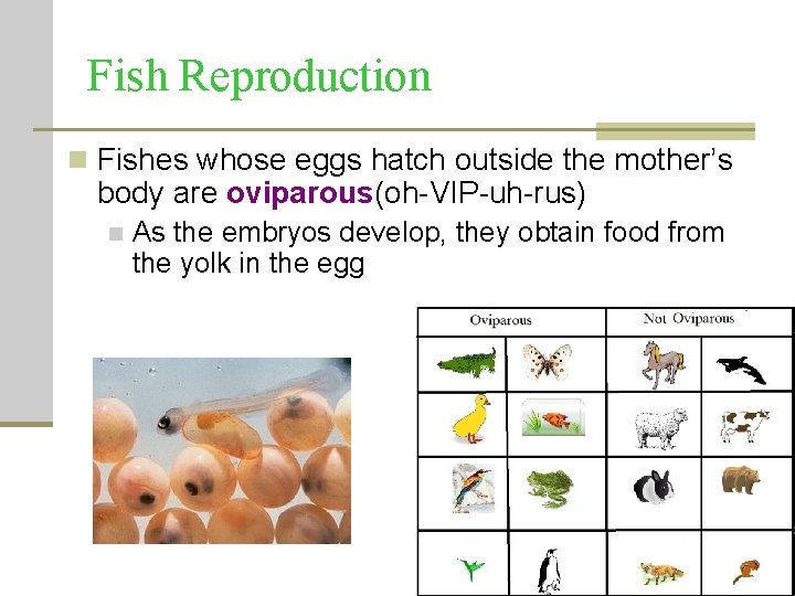 Fish Reproduction n Fishes whose eggs hatch outside the mother’s body are oviparous(oh-VIP-uh-rus) n Fish Reproduction n Fishes whose eggs hatch outside the mother’s body are oviparous(oh-VIP-uh-rus) n