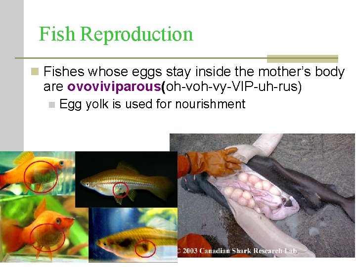Fish Reproduction n Fishes whose eggs stay inside the mother’s body are ovoviviparous(oh-vy-VIP-uh-rus) n Fish Reproduction n Fishes whose eggs stay inside the mother’s body are ovoviviparous(oh-vy-VIP-uh-rus) n