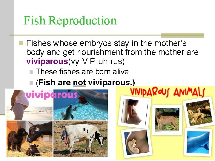 Fish Reproduction n Fishes whose embryos stay in the mother’s body and get nourishment Fish Reproduction n Fishes whose embryos stay in the mother’s body and get nourishment