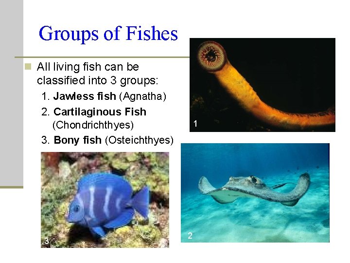Groups of Fishes n All living fish can be classified into 3 groups: 1. Groups of Fishes n All living fish can be classified into 3 groups: 1.