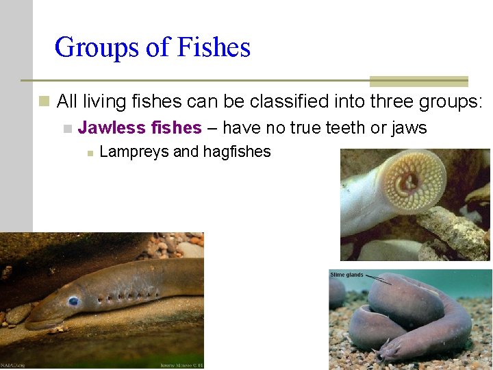 Groups of Fishes n All living fishes can be classified into three groups: n Groups of Fishes n All living fishes can be classified into three groups: n