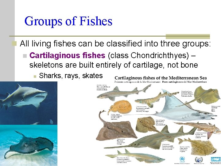 Groups of Fishes n All living fishes can be classified into three groups: n Groups of Fishes n All living fishes can be classified into three groups: n