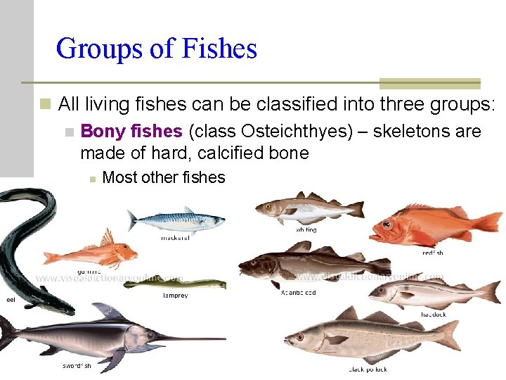 Groups of Fishes n All living fishes can be classified into three groups: n Groups of Fishes n All living fishes can be classified into three groups: n
