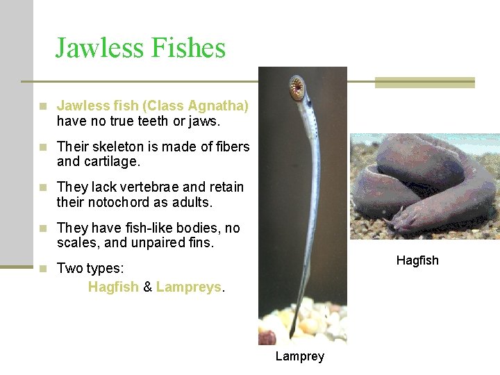 Jawless Fishes n Jawless fish (Class Agnatha) have no true teeth or jaws. n Jawless Fishes n Jawless fish (Class Agnatha) have no true teeth or jaws. n