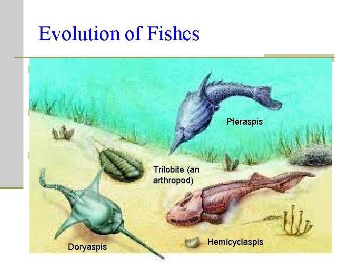 Evolution of Fishes n Jawless n armored with bony plates (about 400 million yrs Evolution of Fishes n Jawless n armored with bony plates (about 400 million yrs