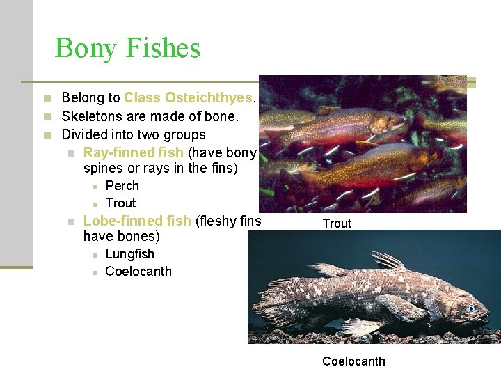 Bony Fishes n Belong to Class Osteichthyes. n Skeletons are made of bone. n Bony Fishes n Belong to Class Osteichthyes. n Skeletons are made of bone. n