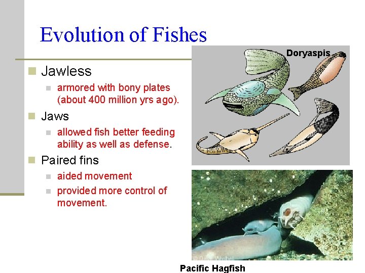 Evolution of Fishes Doryaspis n Jawless n armored with bony plates (about 400 million Evolution of Fishes Doryaspis n Jawless n armored with bony plates (about 400 million
