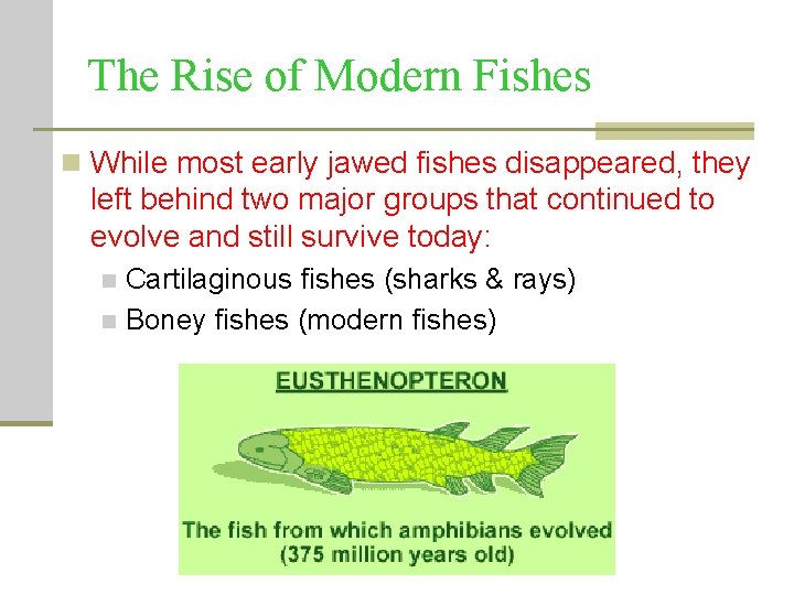 The Rise of Modern Fishes n While most early jawed fishes disappeared, they left The Rise of Modern Fishes n While most early jawed fishes disappeared, they left