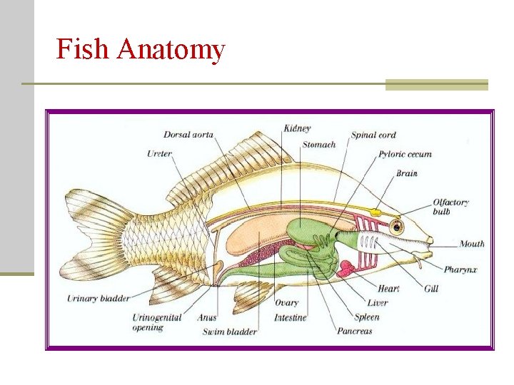Fish Anatomy Fish Anatomy