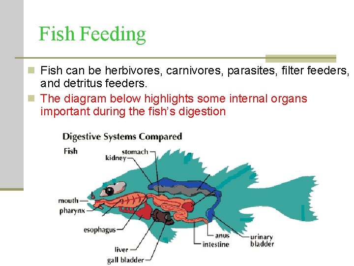Fish Feeding n Fish can be herbivores, carnivores, parasites, filter feeders, and detritus feeders. Fish Feeding n Fish can be herbivores, carnivores, parasites, filter feeders, and detritus feeders.