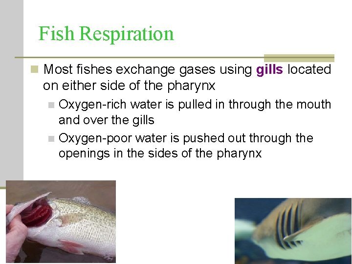 Fish Respiration n Most fishes exchange gases using gills located on either side of Fish Respiration n Most fishes exchange gases using gills located on either side of