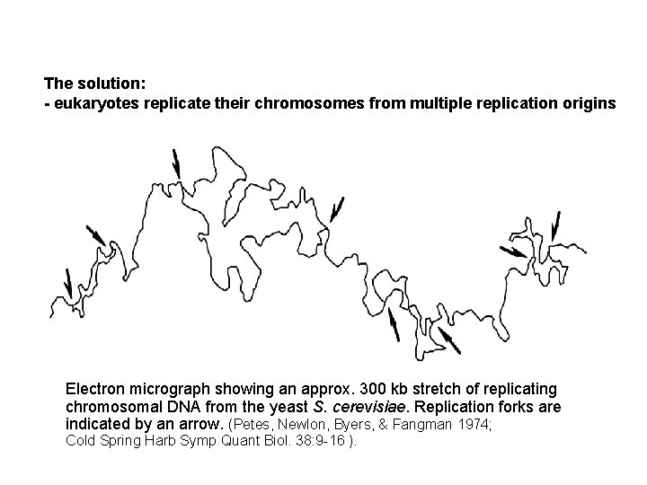 The solution: - eukaryotes replicate their chromosomes from multiple replication origins Electron micrograph showing