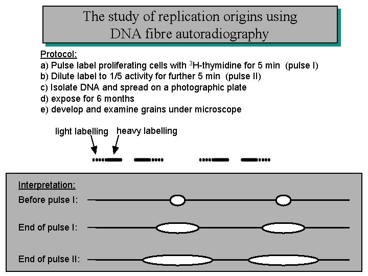 The study of replication origins using DNA fibre autoradiography Protocol: a) Pulse label proliferating