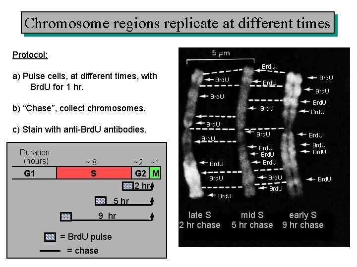 Chromosome regions replicate at different times Protocol: Brd. U a) Pulse cells, at different