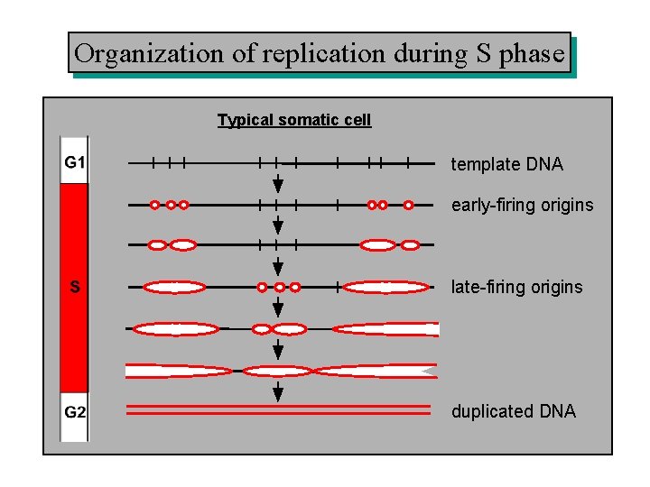 Organization of replication during S phase Typical somatic cell template DNA early-firing origins late-firing