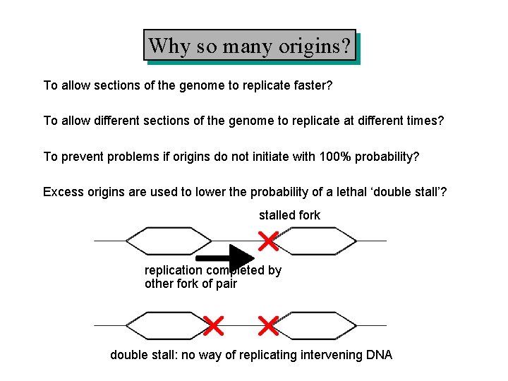 Why so many origins? To allow sections of the genome to replicate faster? To