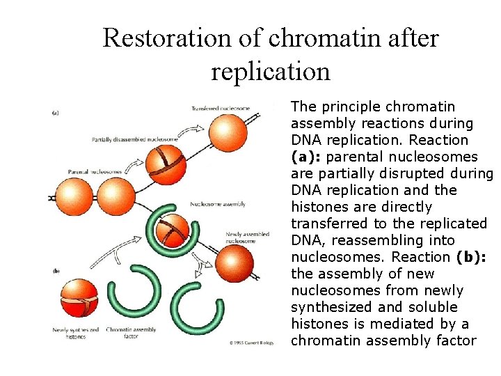 Restoration of chromatin after replication The principle chromatin assembly reactions during DNA replication. Reaction