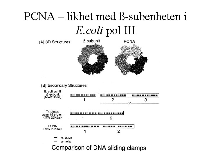 PCNA – likhet med ß-subenheten i E. coli pol III 