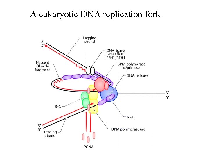 A eukaryotic DNA replication fork 