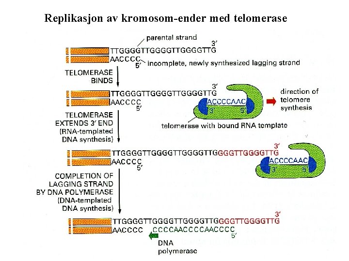 Replikasjon av kromosom-ender med telomerase 