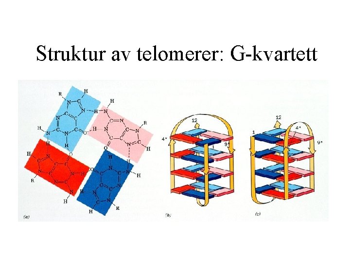 Struktur av telomerer: G-kvartett 