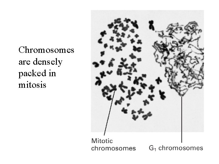 Chromosomes are densely packed in mitosis 