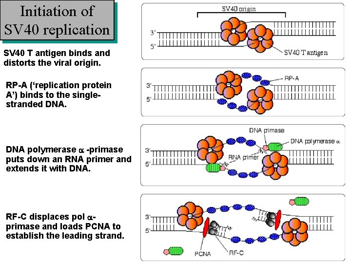 Initiation of SV 40 replication SV 40 T antigen binds and distorts the viral