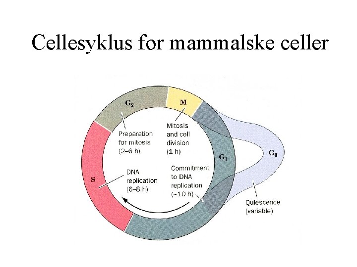 Cellesyklus for mammalske celler 