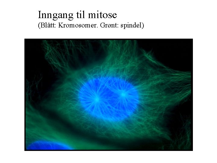 Inngang til mitose (Blått: Kromosomer. Grønt: spindel) 
