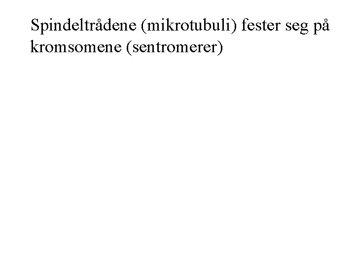 Spindeltrådene (mikrotubuli) fester seg på kromsomene (sentromerer) 