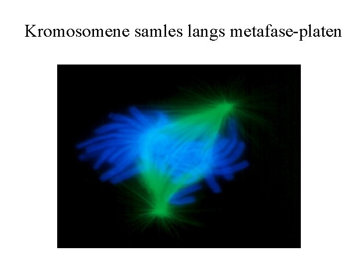 Kromosomene samles langs metafase-platen 