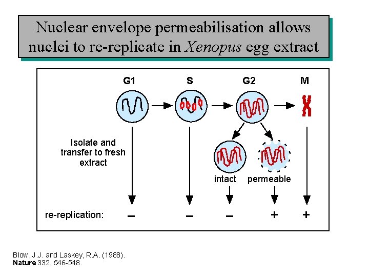 Nuclear envelope permeabilisation allows nuclei to re-replicate in Xenopus egg extract G 1 S