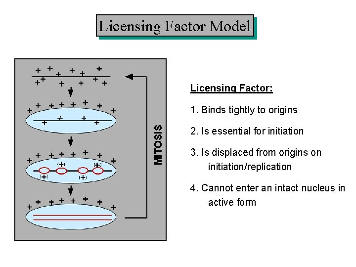 Licensing Factor Model Licensing Factor: MITOSIS 1. Binds tightly to origins 2. Is essential