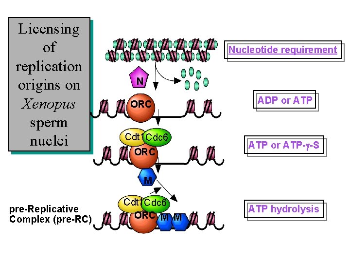 Licensing of replication origins on Xenopus sperm nuclei Nucleotide requirement N ORC Cdt 1